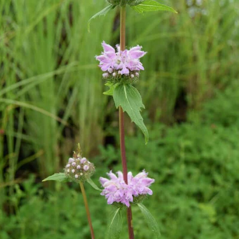 Phlomis tuberosa 'Amazone' ---